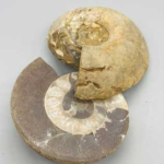 .8-2lbs Ammonite Fossil pair