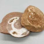 .1-.6lbs Ammonite Fossil pair