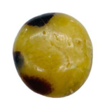 Jasper,Septarian palm stone
