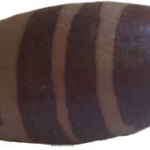 4 in. Shiva Lingam stone from India
