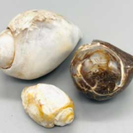 Snail Shell specimen