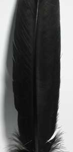 (set of 10) Black feather 12 in.