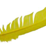 (set of 10) Yellow feather 12 in.