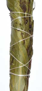 4 in. Eucalyptus Citridora smudge stick