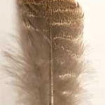 Barred Wing Smudging Feather